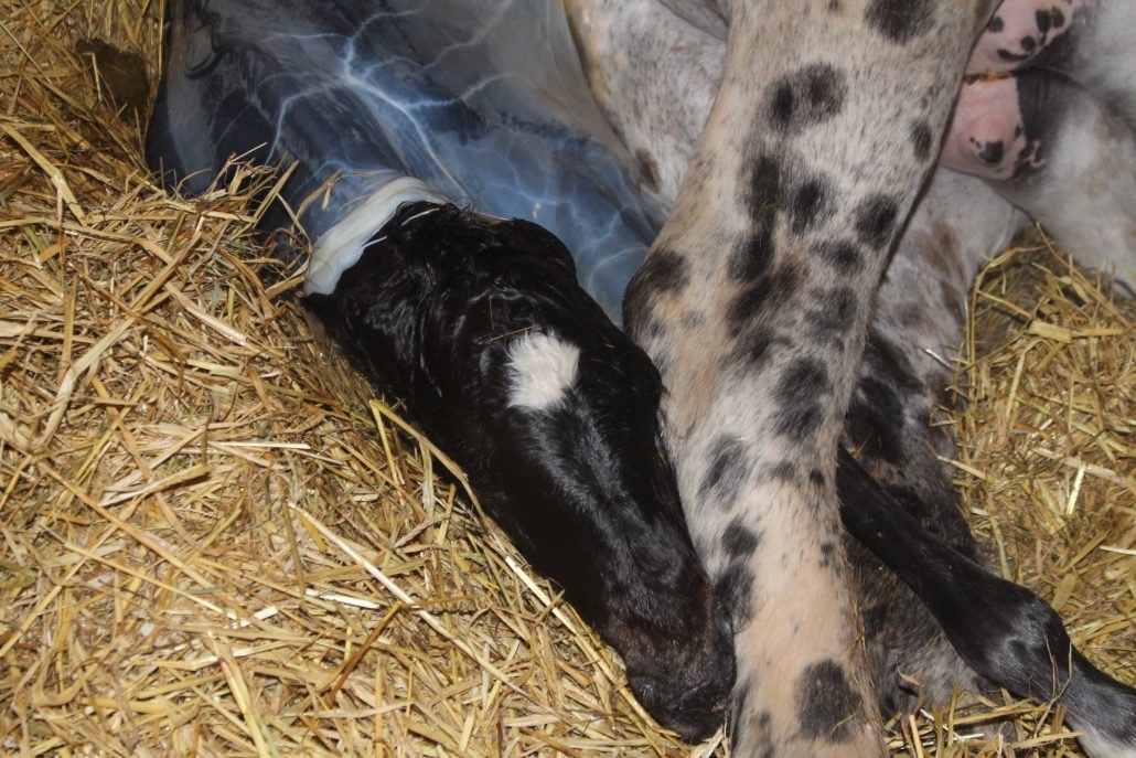 Appaloosa Foal